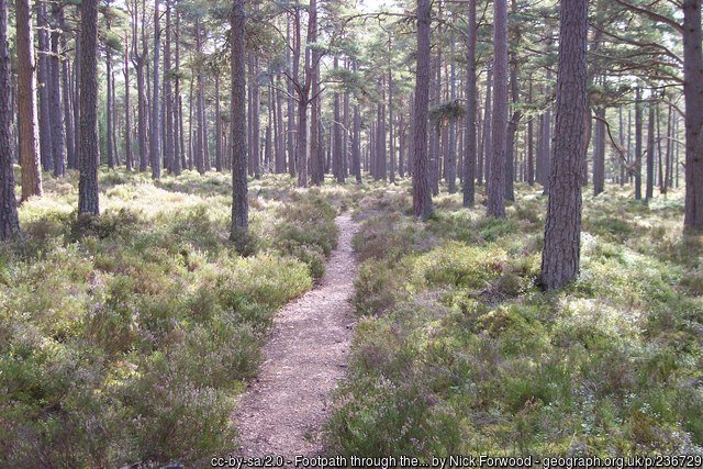 Abernethy Forest