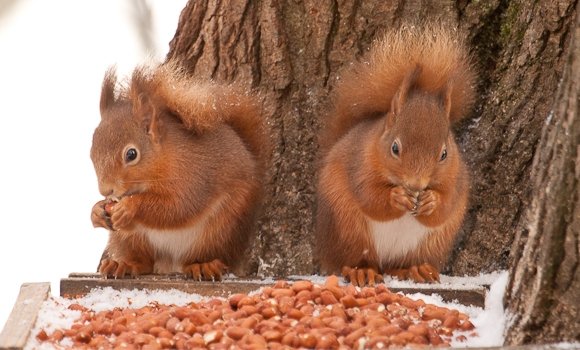 2 red squirrels eating nuts