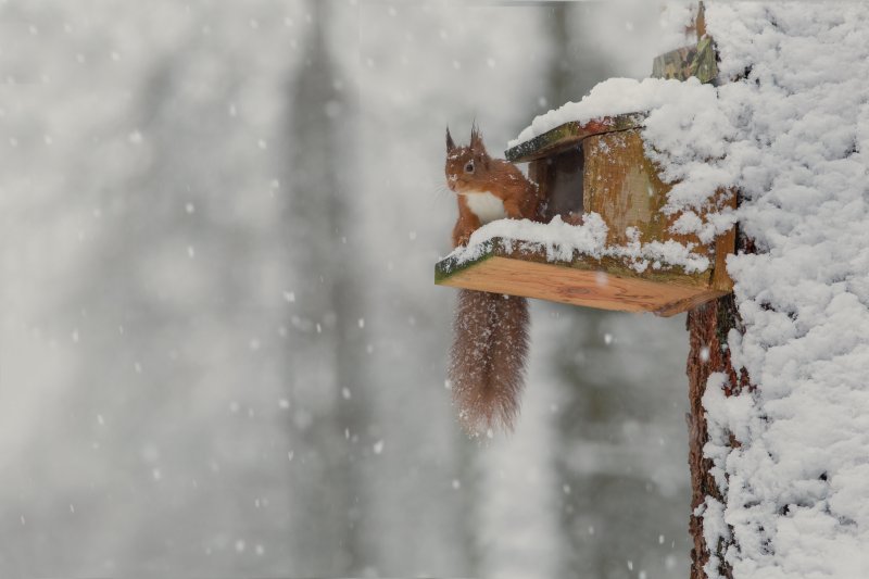 Red squirrel on snow-covered feeder box