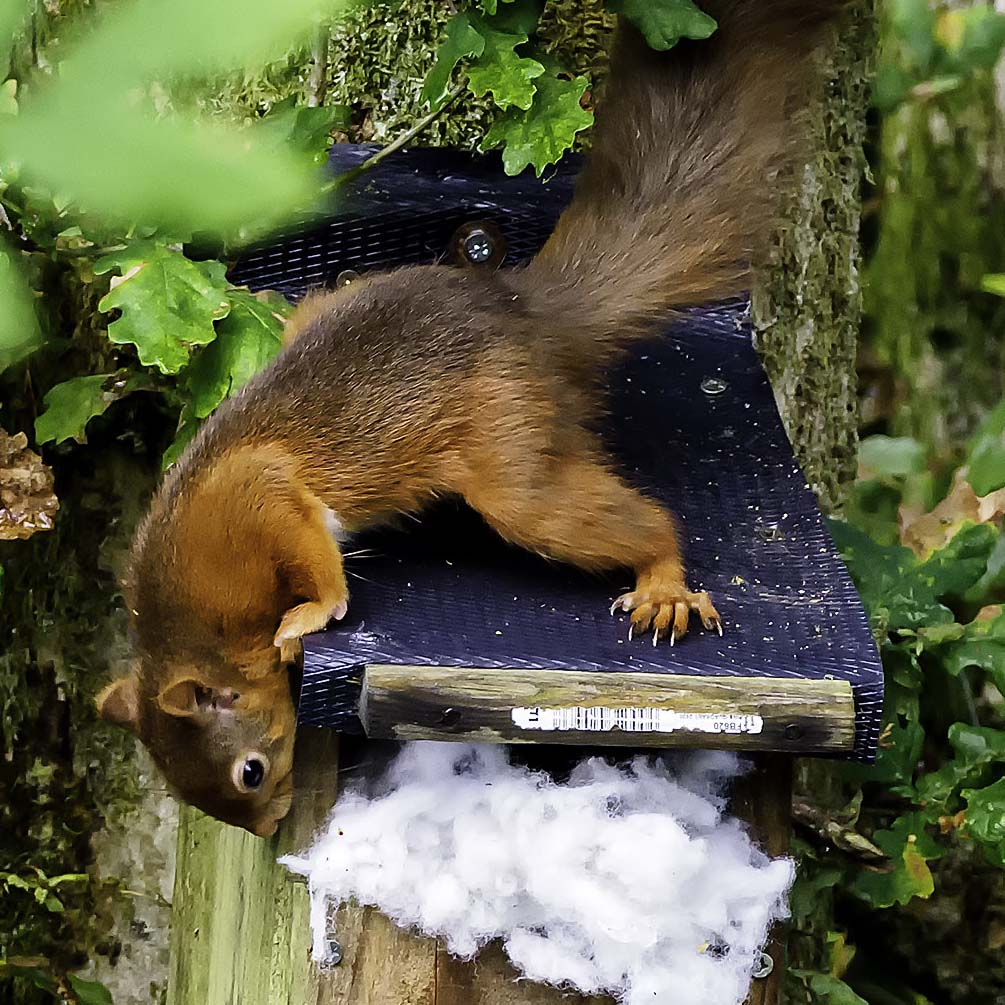 Red squirrel reaching down towards feeder box full of fluffy nesting material