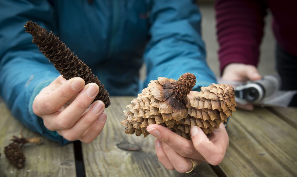 Close up of hands holding conifer cones, some eaten by squirrels