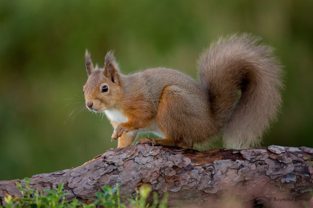 Red squirrel © Raymond Leinster