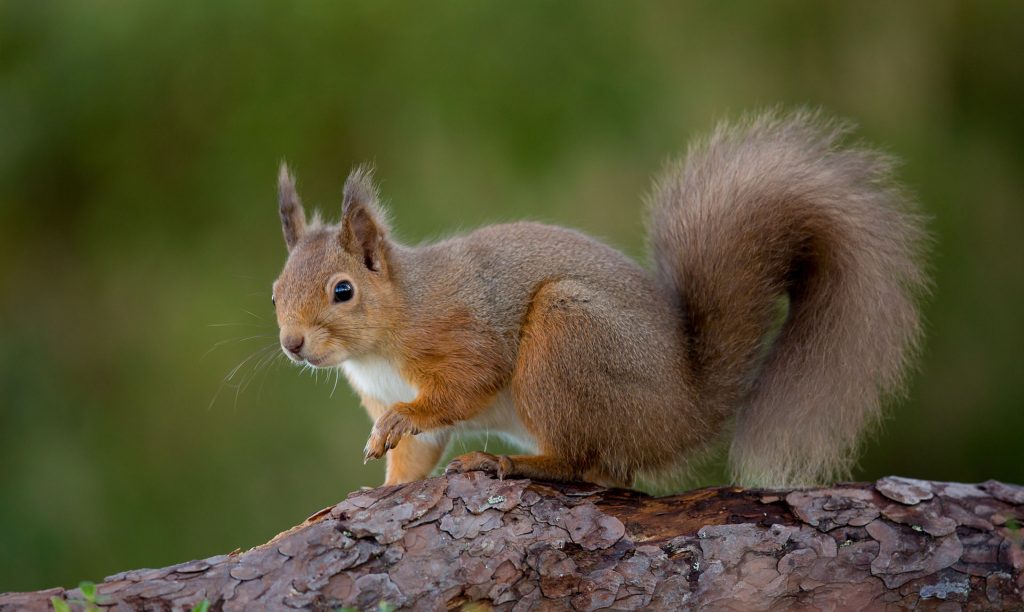 Red squirrel on branch with one paw raised, tail curled downward