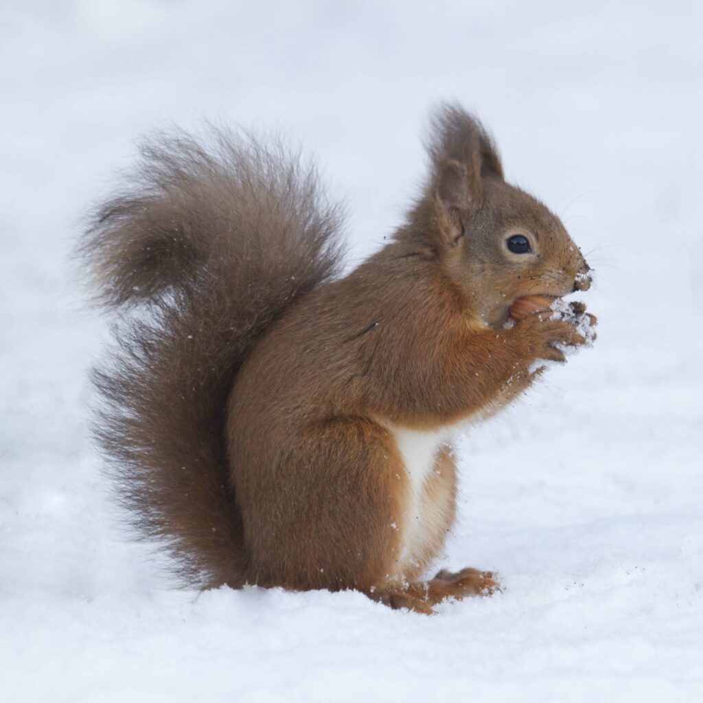 Red squirrel in snow holding nut