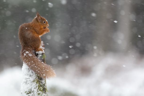Red squirrel on top of stump in snow