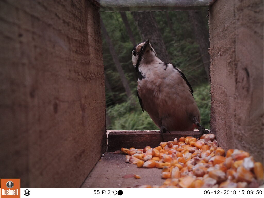 Woodpecker leaning back on opening to wooden box filled with maize