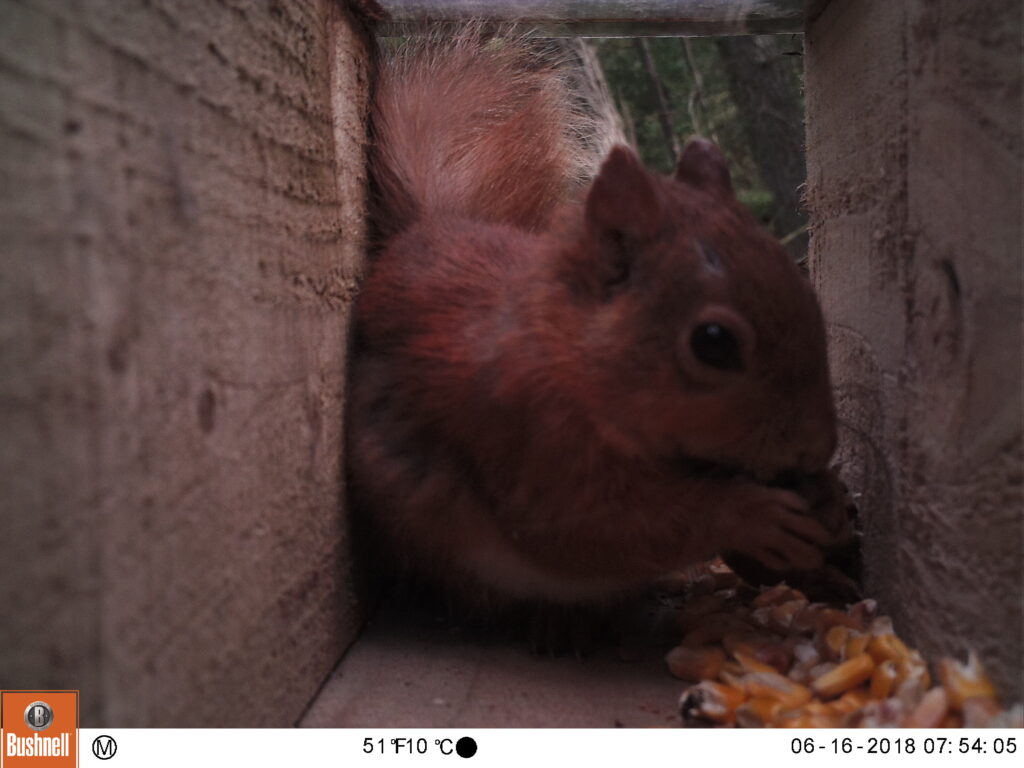 Red squirrel feeding at camera trap box