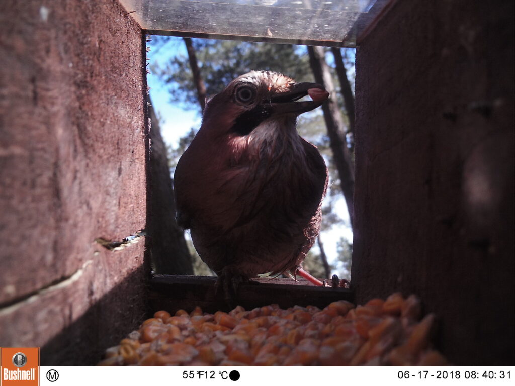 Wet jay at entrance to wooden camera trap box with piece of maize in its mouth