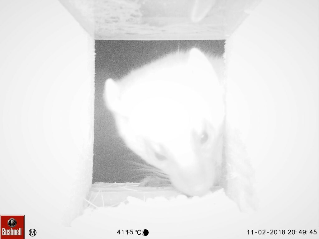 Black and white image of pine marten's head peeing into camera trap box