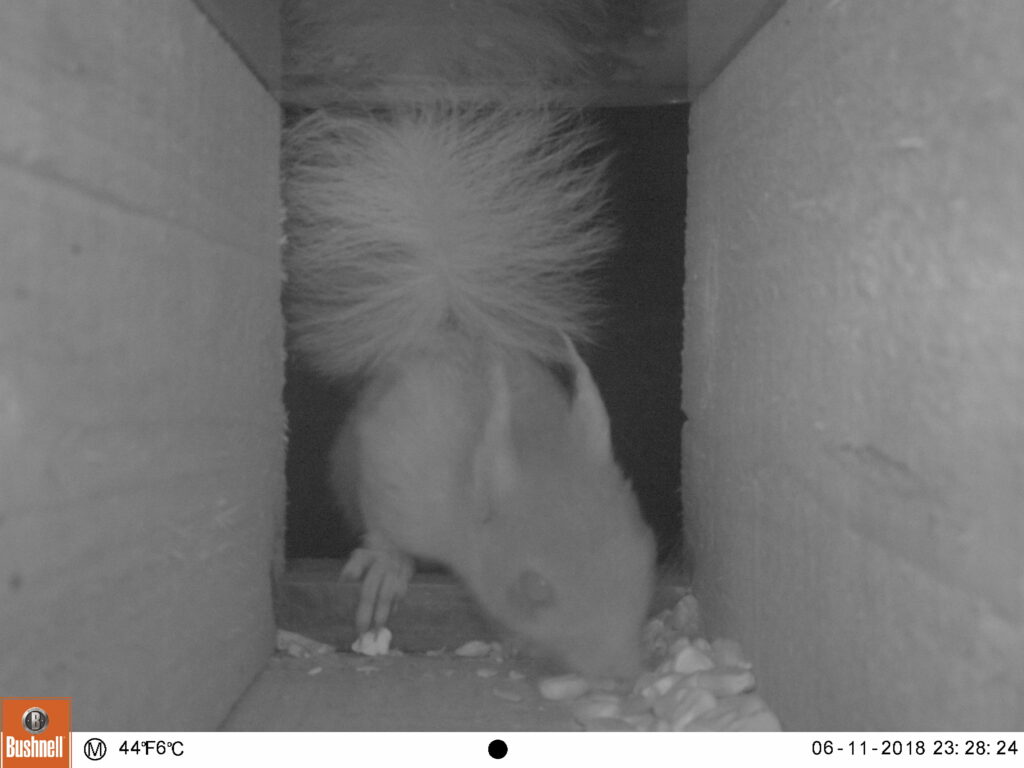 Black and white camera trap image of squirrel entering box and eating maize