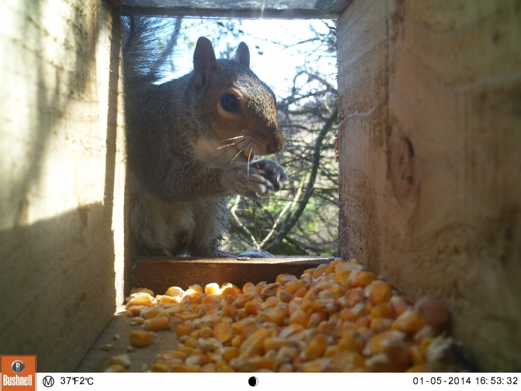 Grey squirrel looking at camera while feeding on maize inside wooden box