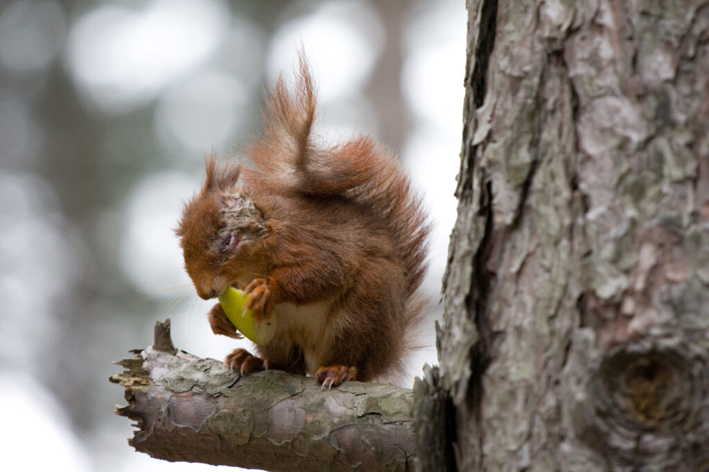 a red squirrel with lesions across face and ear sitting in tree holding apple slice