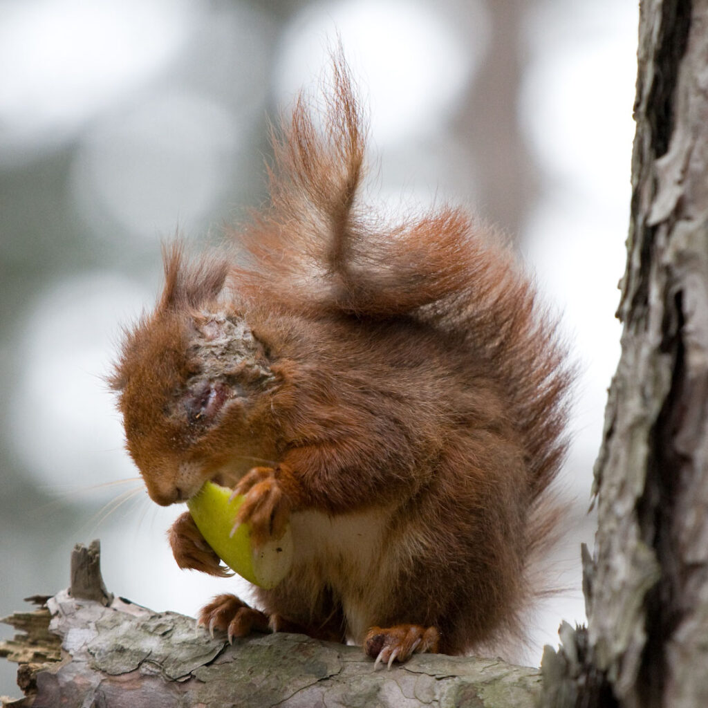 Red squirrel with sores across face