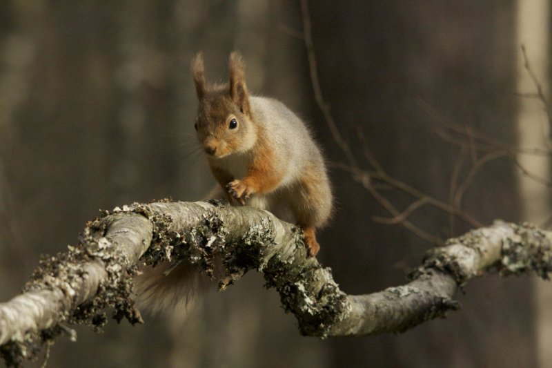 Red squirrel best sale fur coat