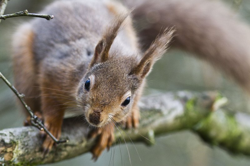 Red squirrel (c) Harry Hogg