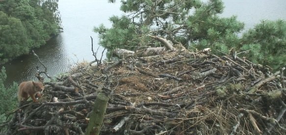 Red squirrel on nest at Loch of the Lowes