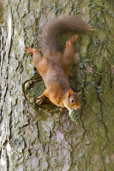 Red squirrel with a pine cone