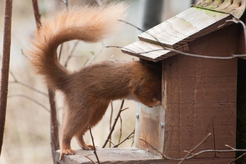 Red squirrel in feeder box (c) Katrina Martin