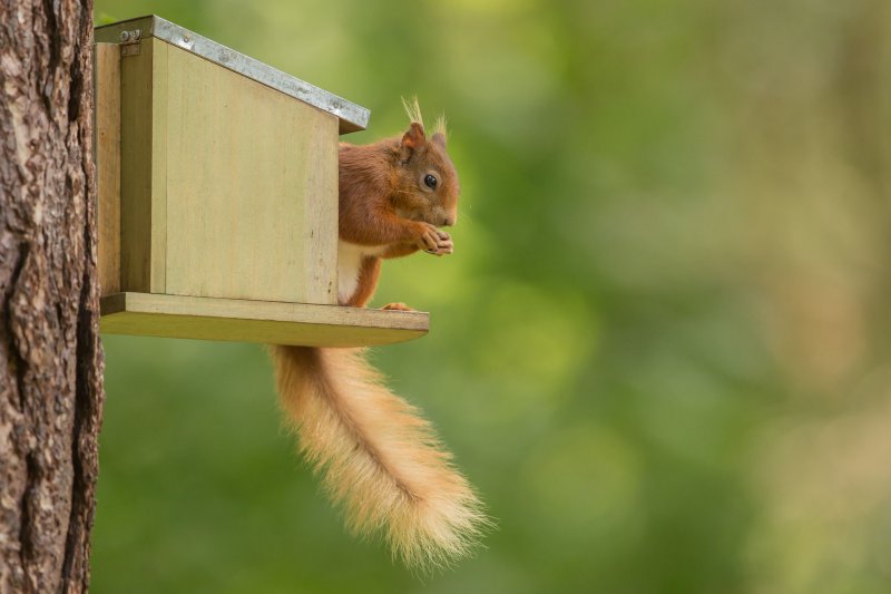 Squirrel at feederbox