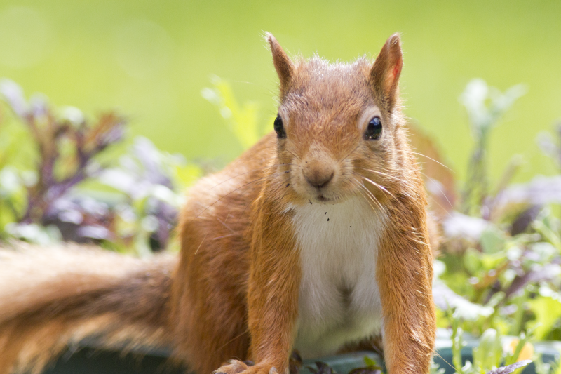 Red squirrel