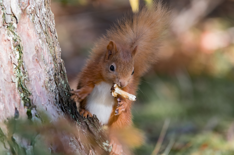 Red squirrel with mushroom