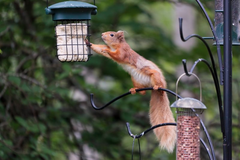 Red squirrel at bird feeder