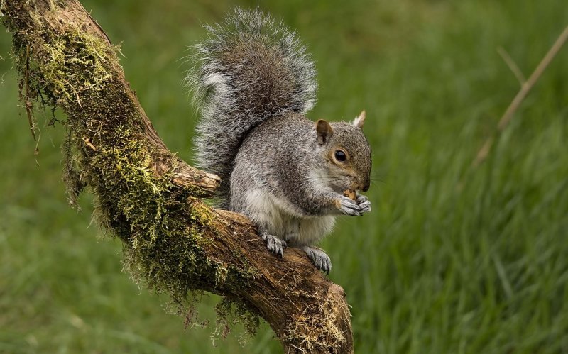 Grey squirrel