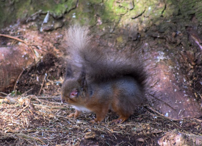 Red squirrel with pox