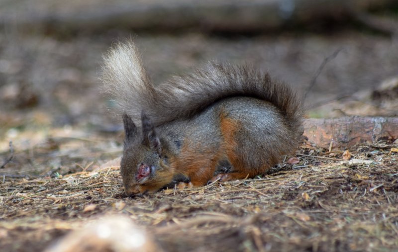 Squirrel with pox