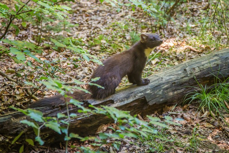 Pine marten