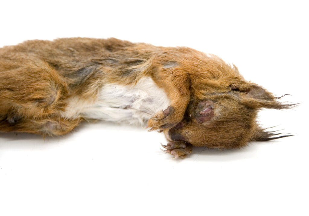 red squirrel corpse