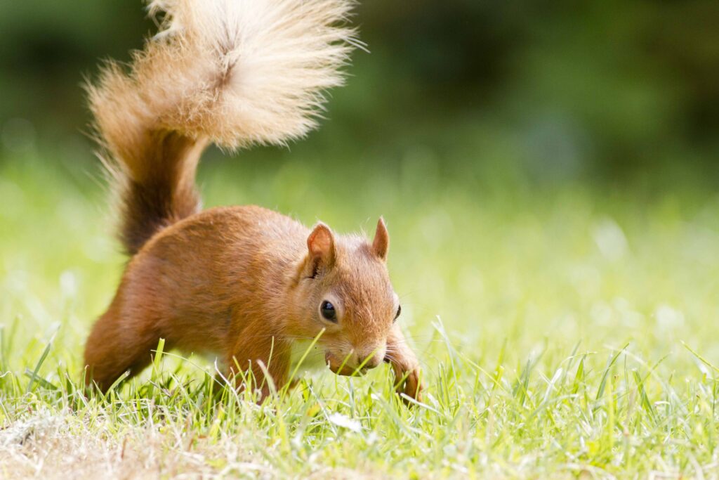 Red squirrel walking across lawn