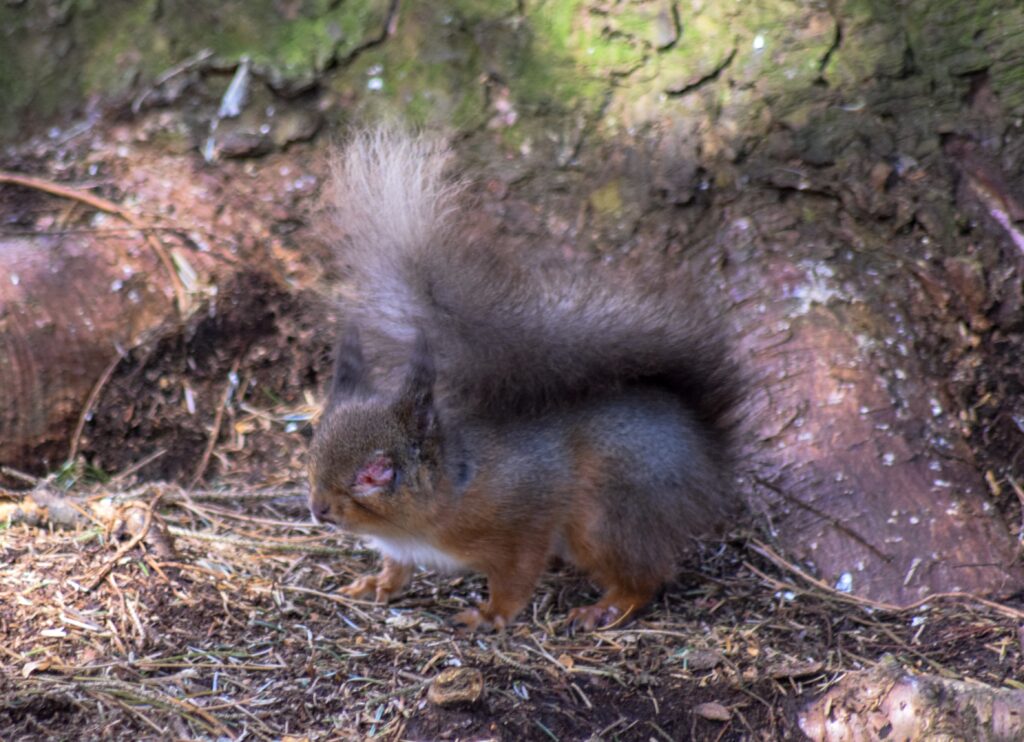 Red squirrel on ground with red and swollen eye