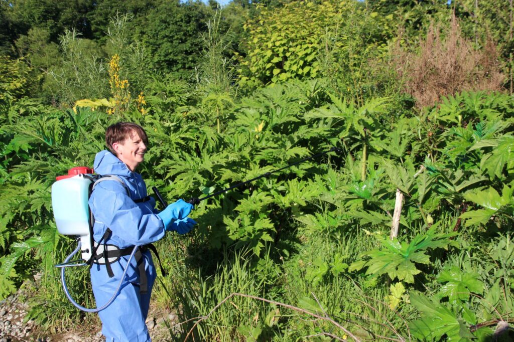 Invasive plants being sprayed