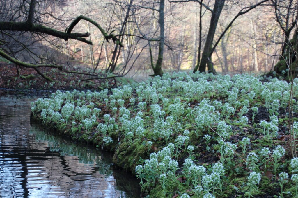 Riverbank covered in invasive plants