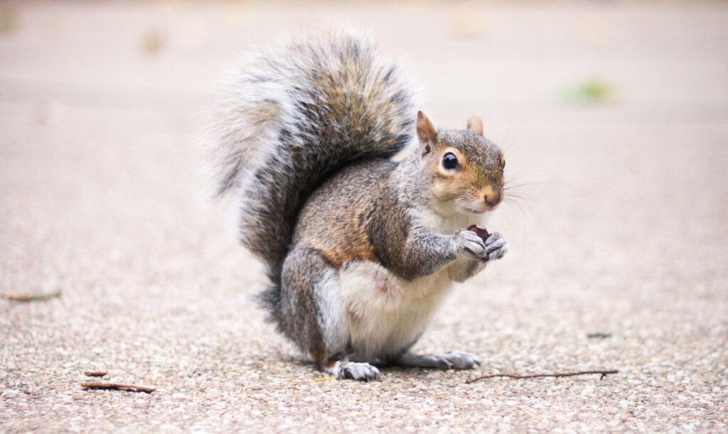 Grey squirrel standing on paved surface