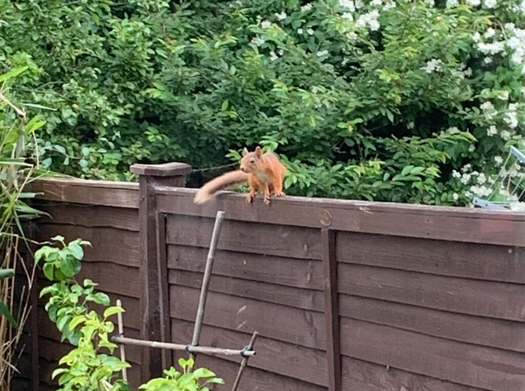 red squirrel on garden fence