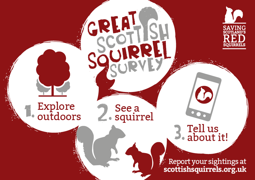 Infographic showing 3 steps to taking part - go outdoors, see a squirrel, tell us about it