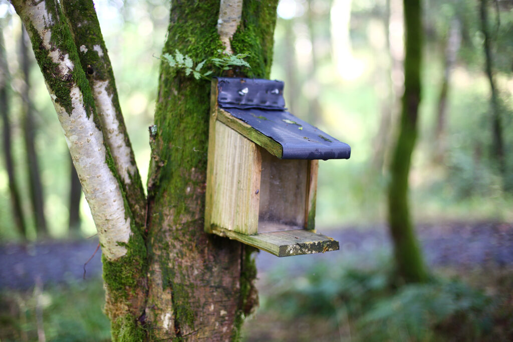 Feeder Box