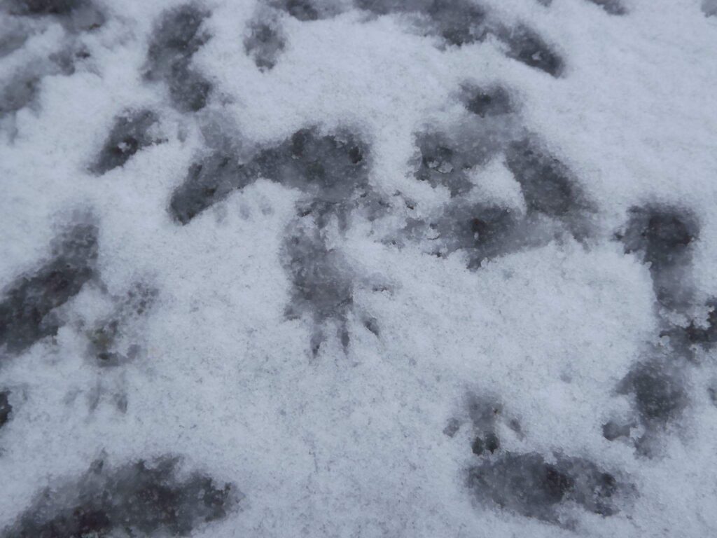 Squirrel Footprints in Snow