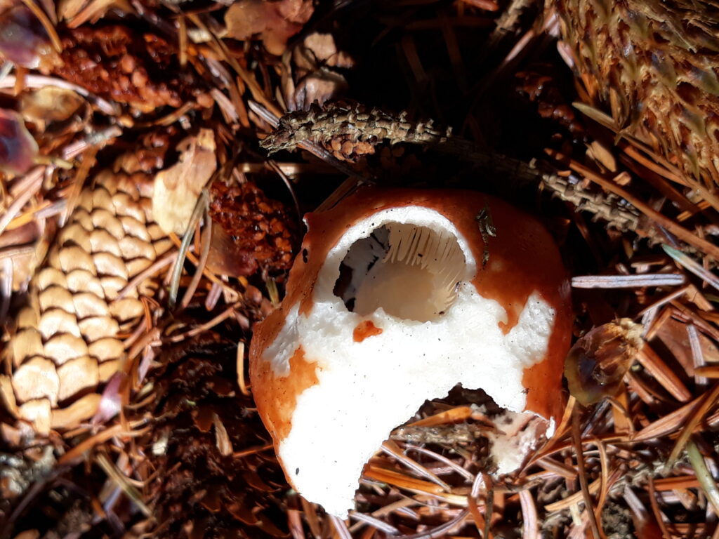 Squirrel-Eaten Mushroom