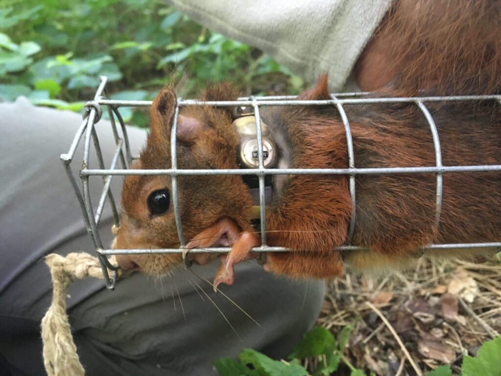 red squirrel in cage with fitted radio collar