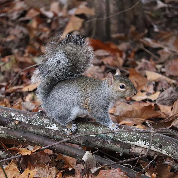 Grey squirrel control: connecting the dots