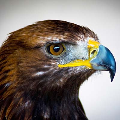 News: Moffat’s red squirrels and golden eagles team up to give native wildlife a boost
