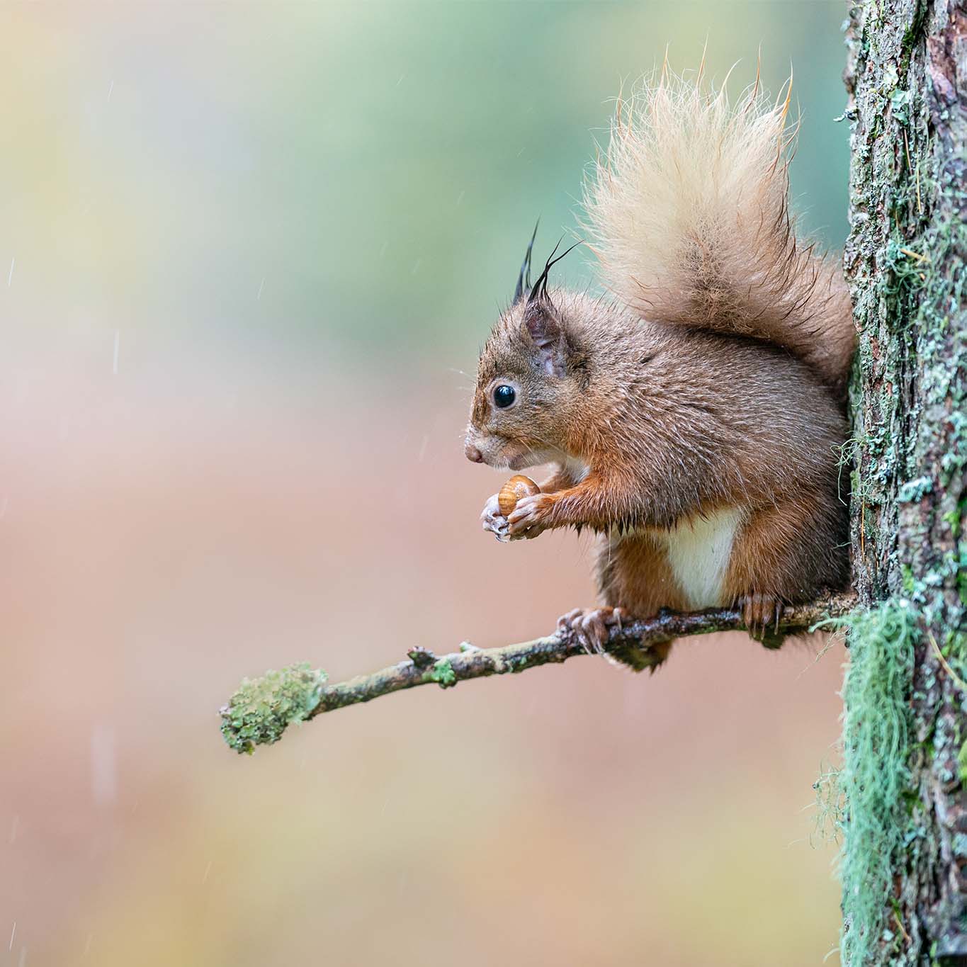 Can red squirrels weather the storm?