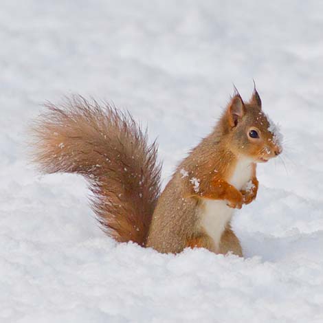 News: ‘Booster’ project will protect Scotland’s red squirrels for another two years