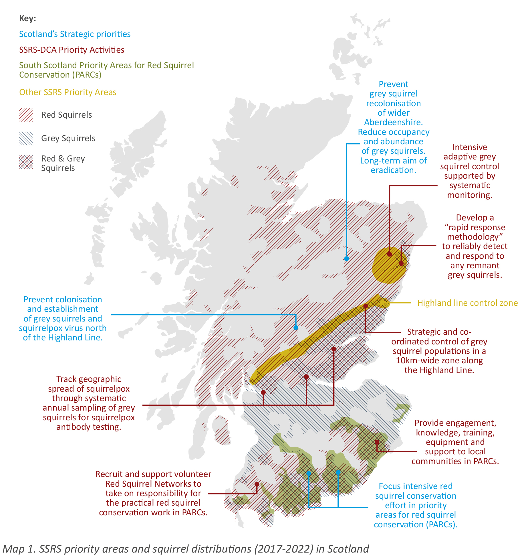 News: Report details red squirrel conservation successes, with key recommendations for the iconic species’ long-term future in Scotland.