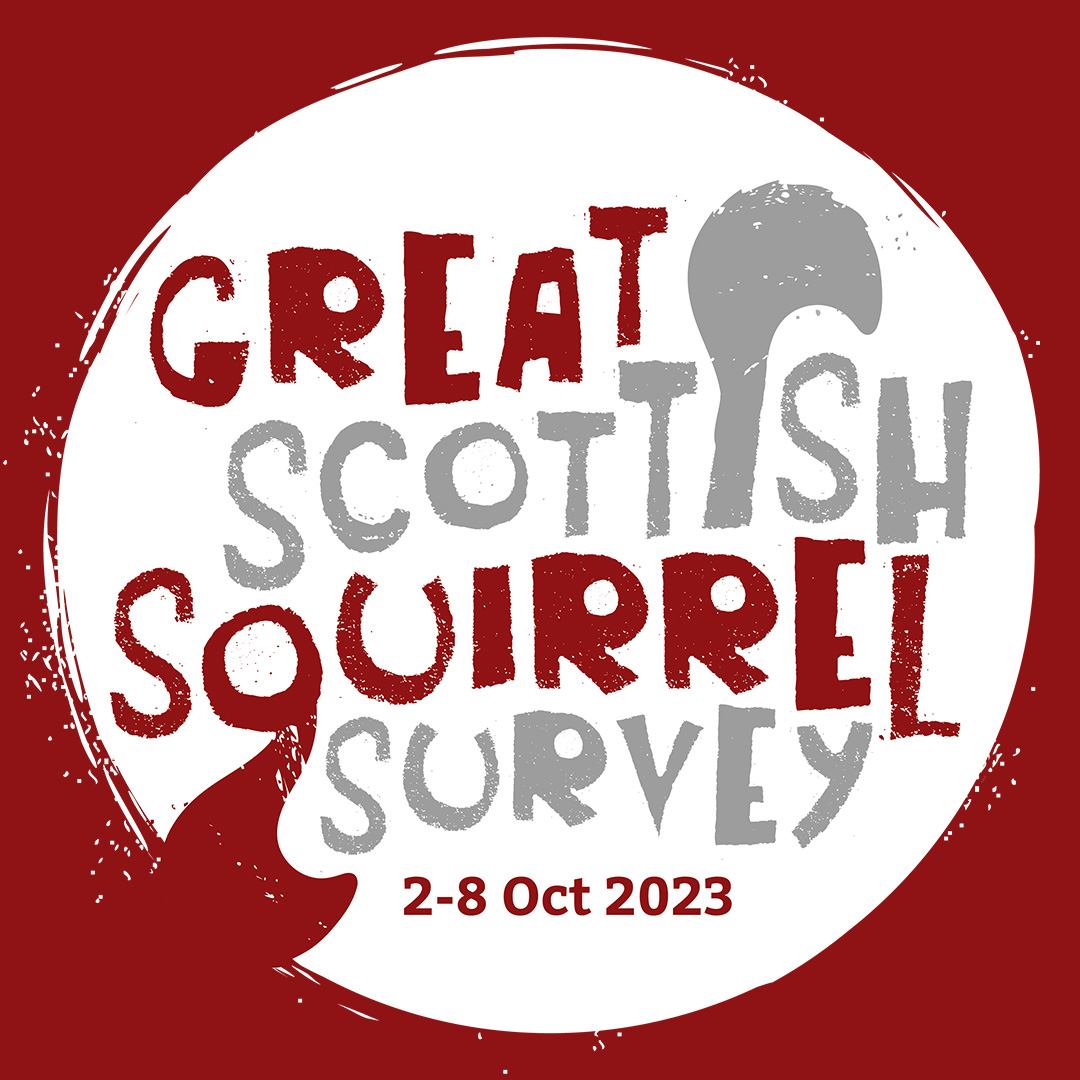 News: Get involved in Scotland’s fifth annual Great Scottish Squirrel Survey