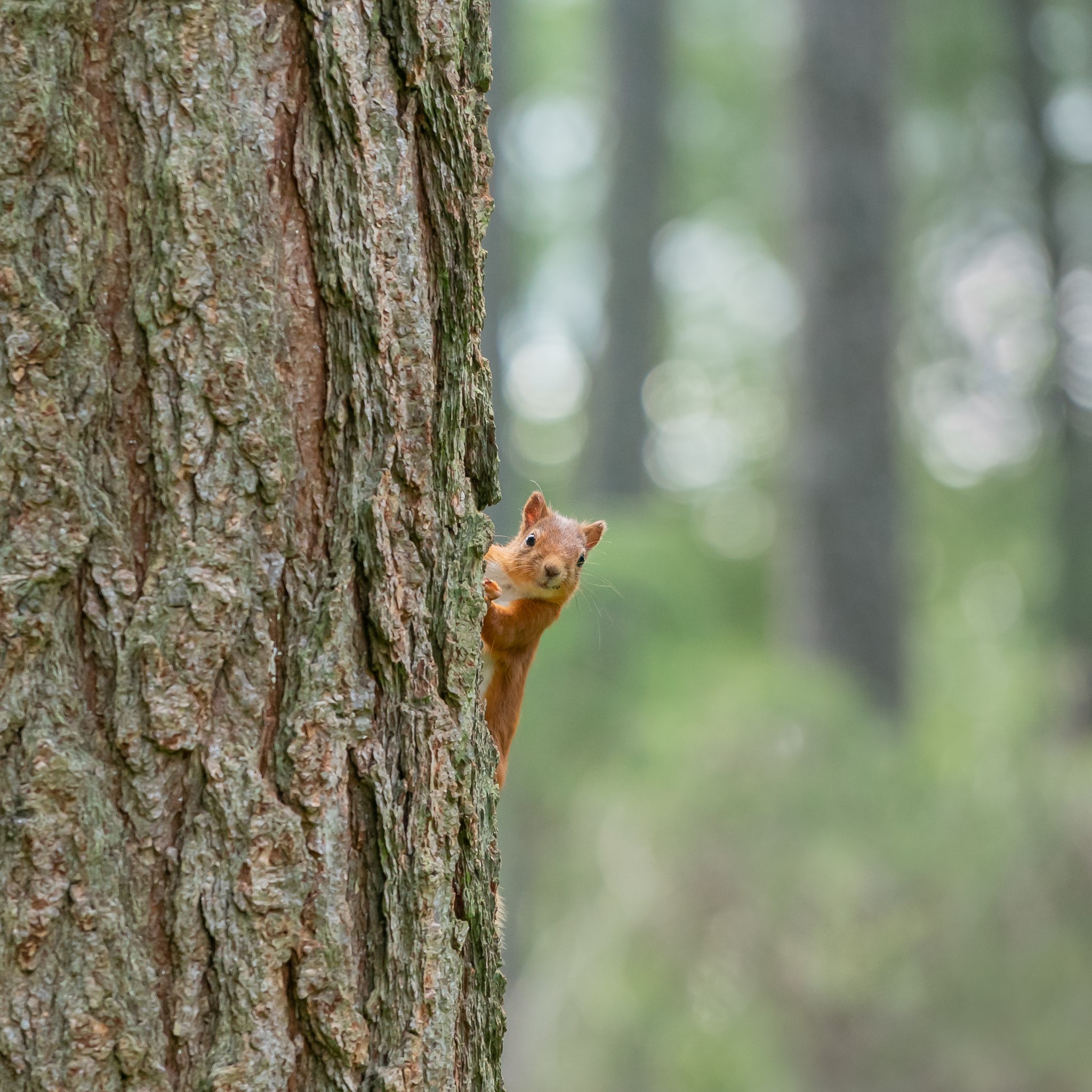 News: Over £1M in new funding awarded to aid red squirrel recovery in Scotland