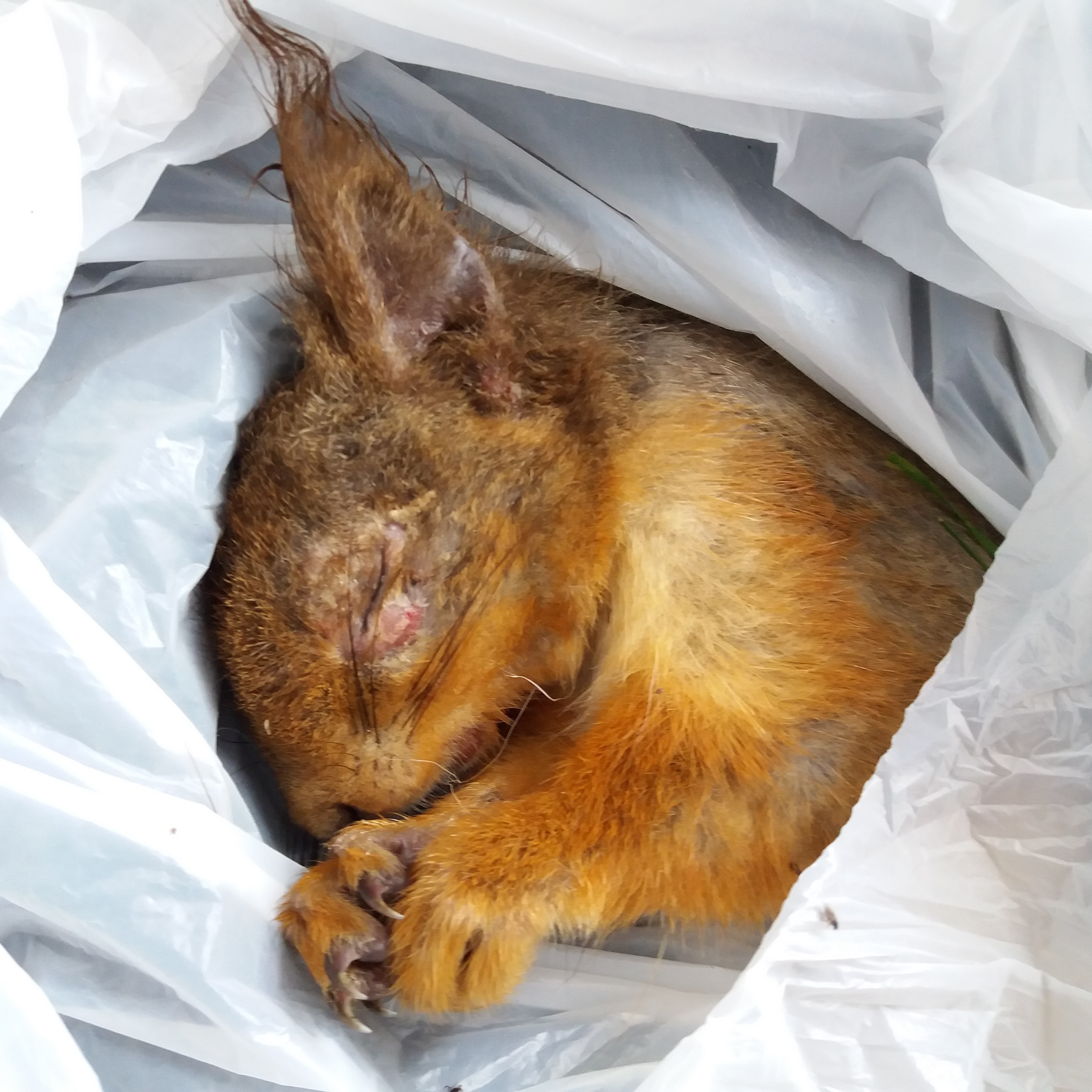 News: First death of red squirrel from squirrelpox virus confirmed north of Scotland’s Central Belt